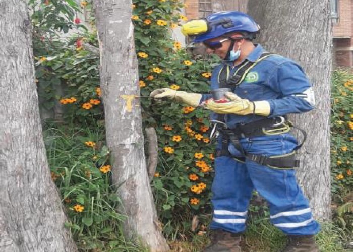 inventario forestal